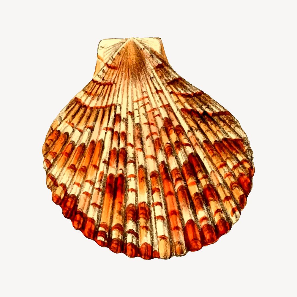 Seashell collage element vector. Free public domain CC0 image.