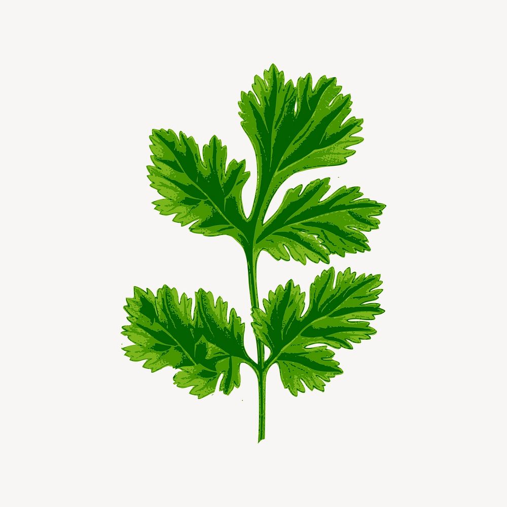 Coriander leaf clip art, food illustration. Free public domain CC0 image.