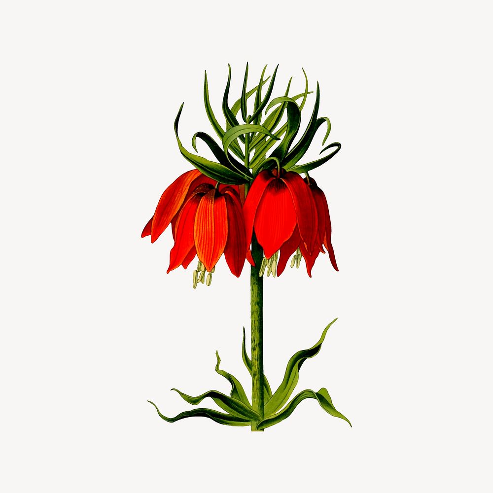 Imperial crown flower collage element vector. Free public domain CC0 image.