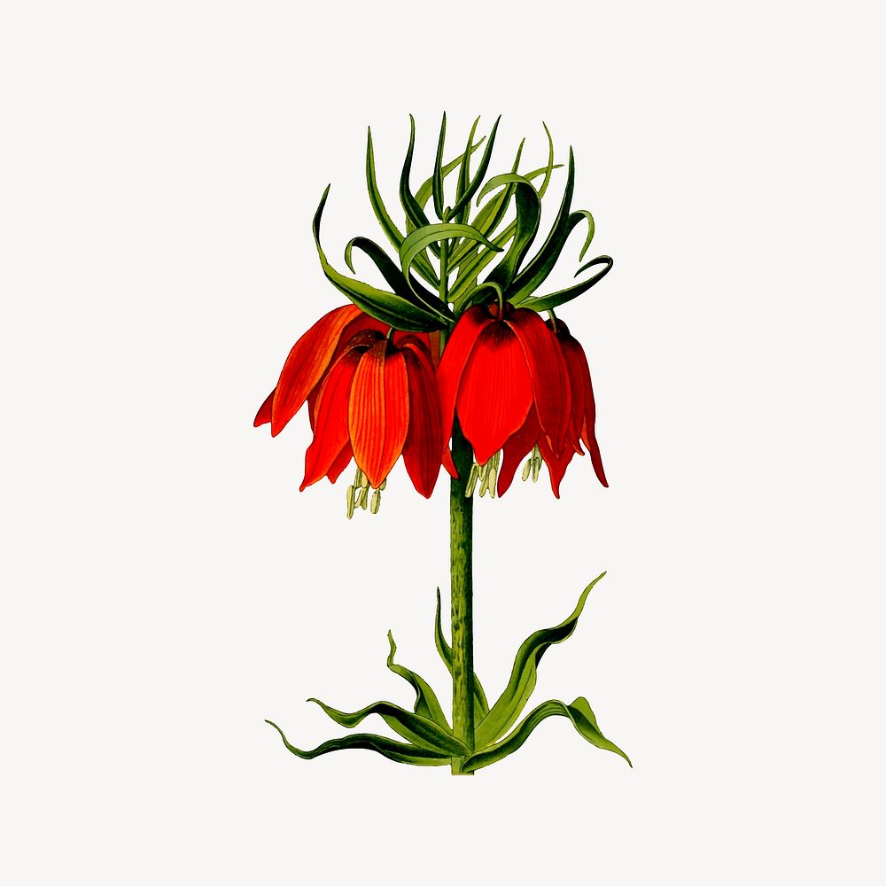 Imperial crown flower clip art, vintage illustration. Free public domain CC0 image.