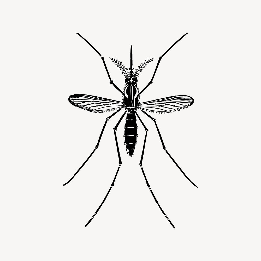 Mosquito clip art, animal illustration. Free public domain CC0 image.