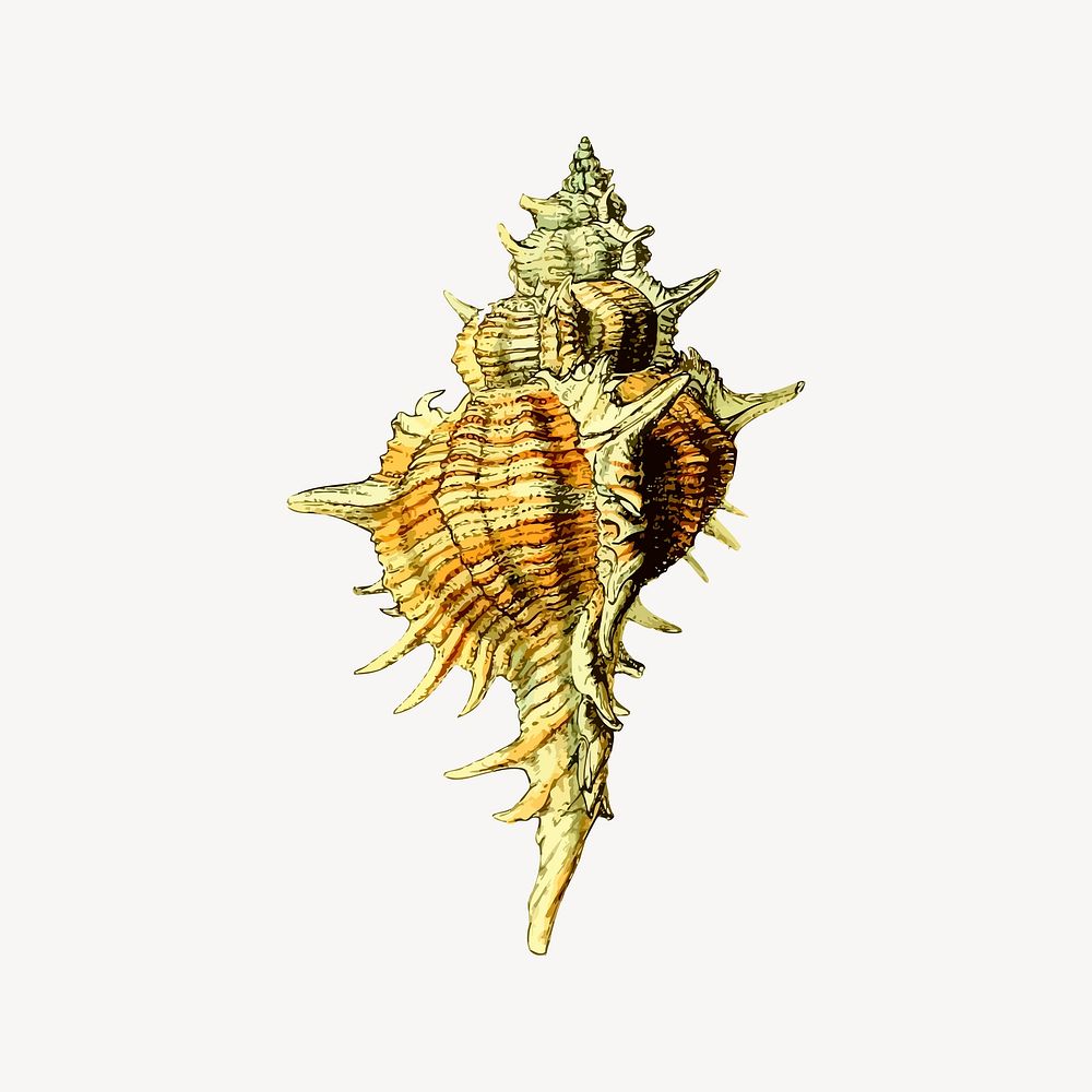 Spiky seashell, animal illustration. Free public domain CC0 image