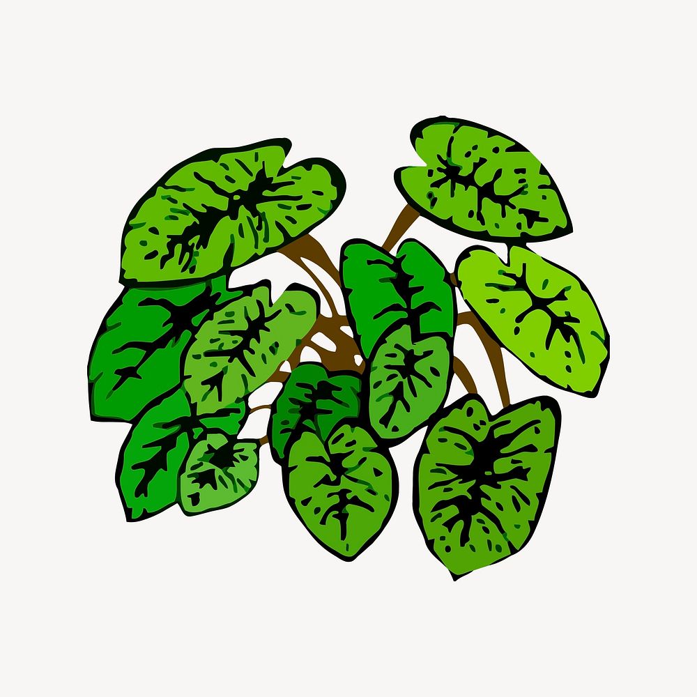 Alocasia clipart, botanical illustration vector. Free public domain CC0 image