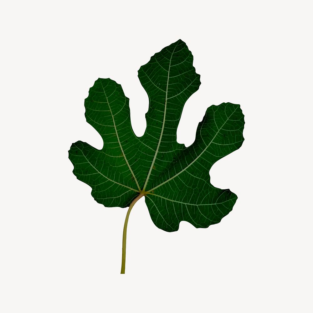 Fig leaf clipart, botanical illustration psd. Free public domain CC0 image