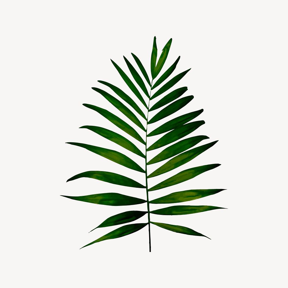 Palm clipart, botanical illustration vector. Free public domain CC0 image