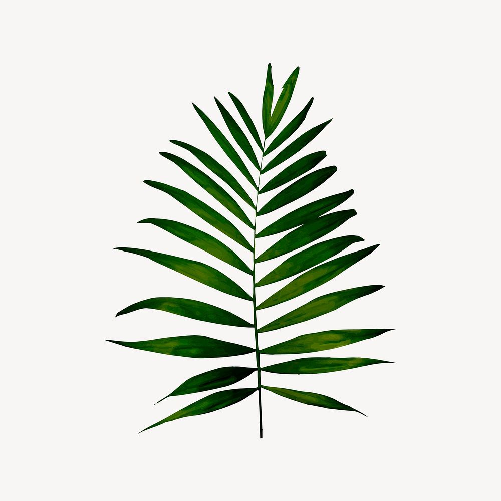 Palm clipart, botanical illustration psd. Free public domain CC0 image