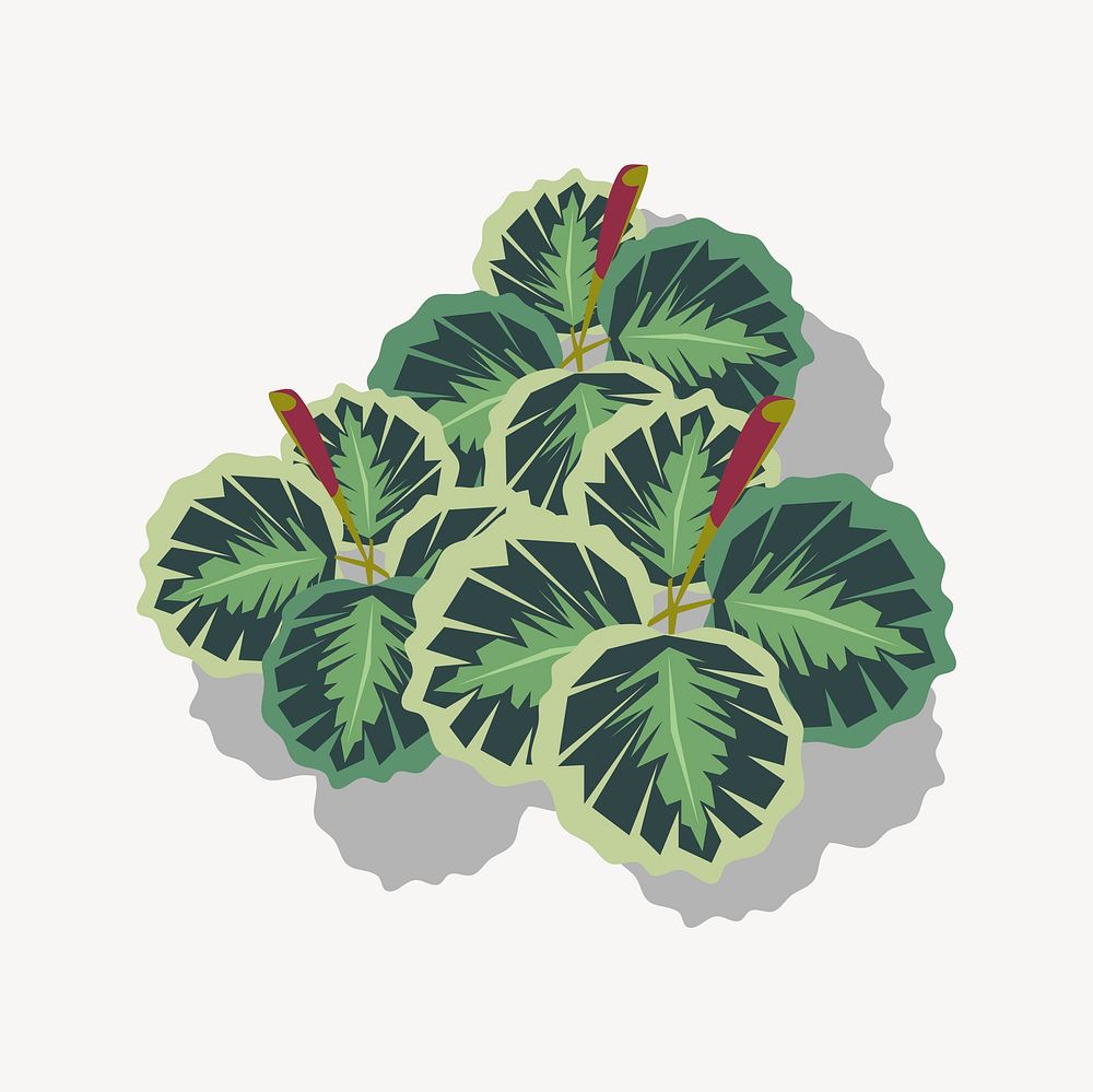 Calathea medallion clipart, houseplant illustration vector. Free public domain CC0 image.