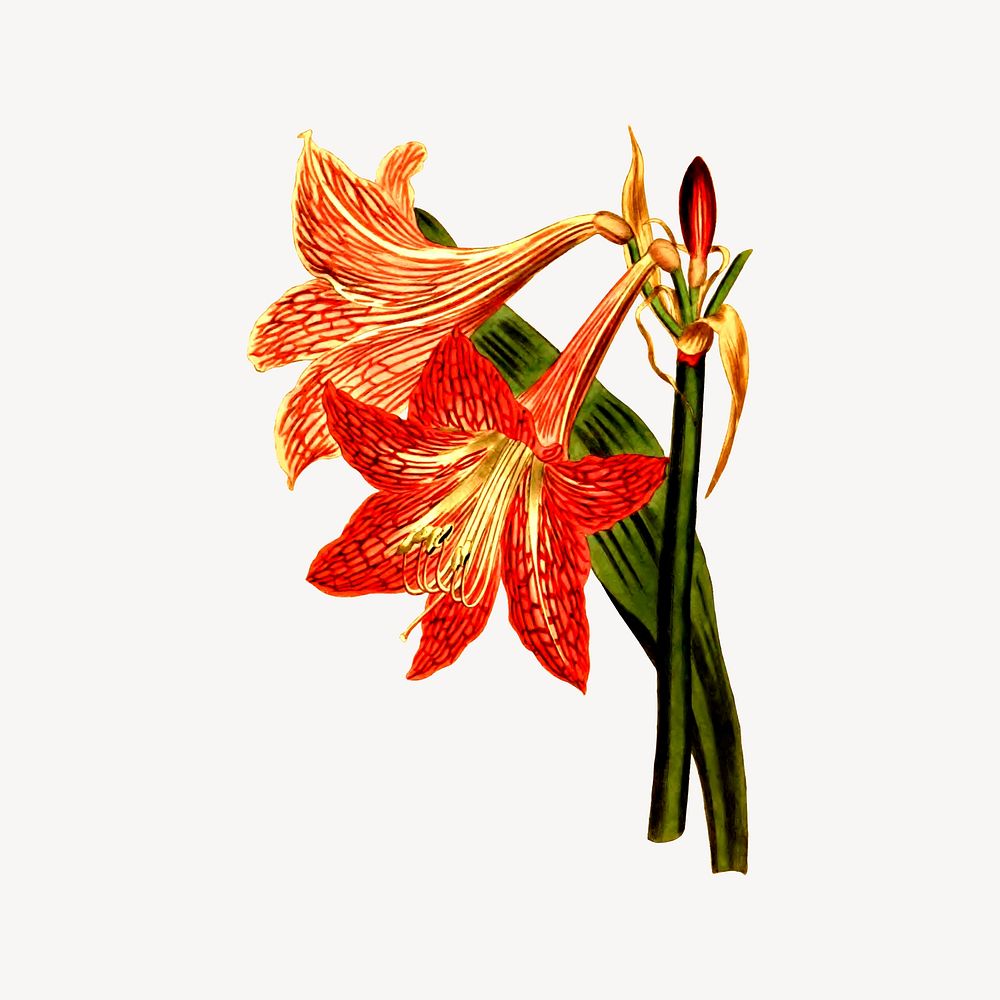 Amaryllis flower illustration. Free public domain CC0 image.