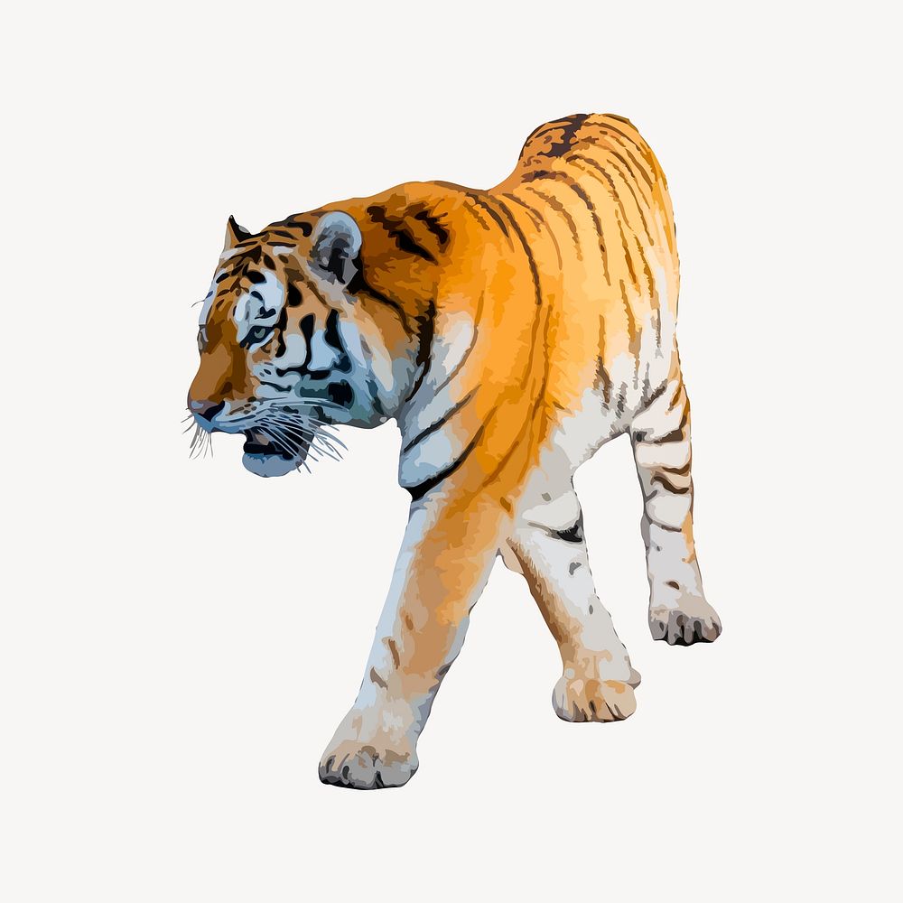 Tiger, wildlife illustration. Free public domain CC0 image.