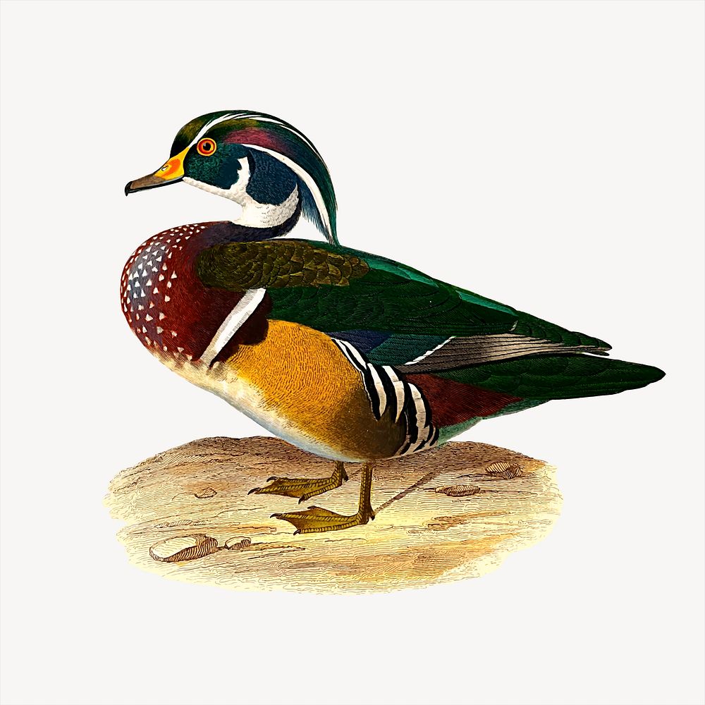 Carolina duck clipart, animal illustration. Free public domain CC0 image.