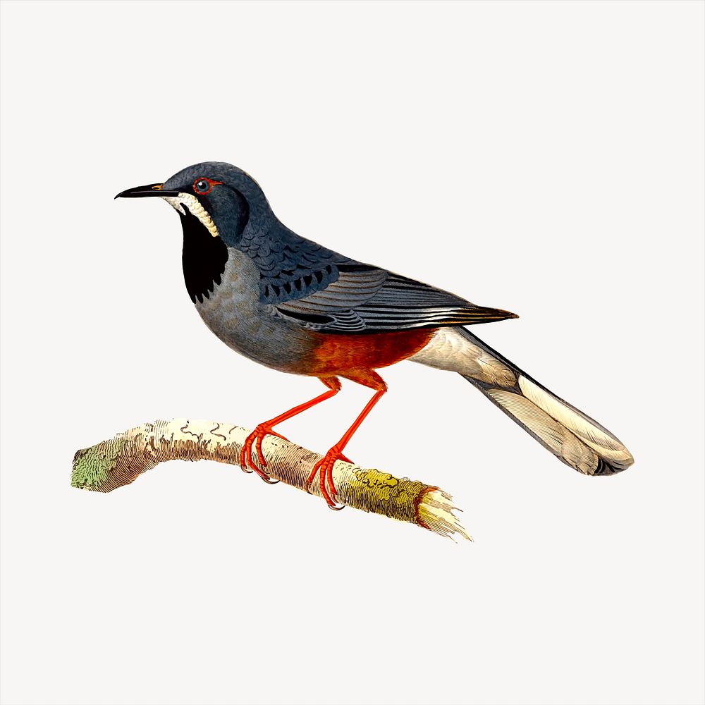Red-legged thrush bird collage element, animal illustration vector. Free public domain CC0 image.