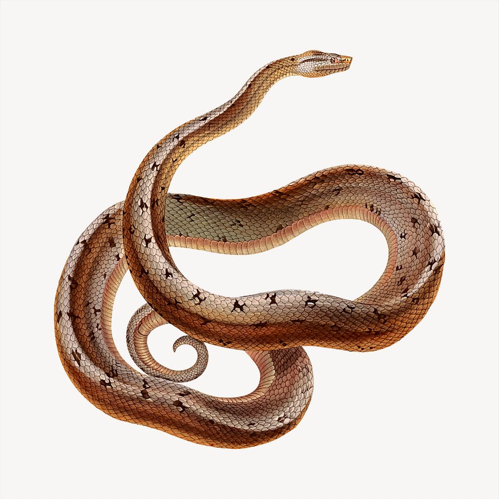 Boa snake collage element, animal illustration vector. Free public domain CC0 image.