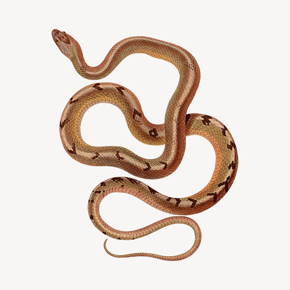 Cuban snake clipart, animal illustration. Free public domain CC0 image.