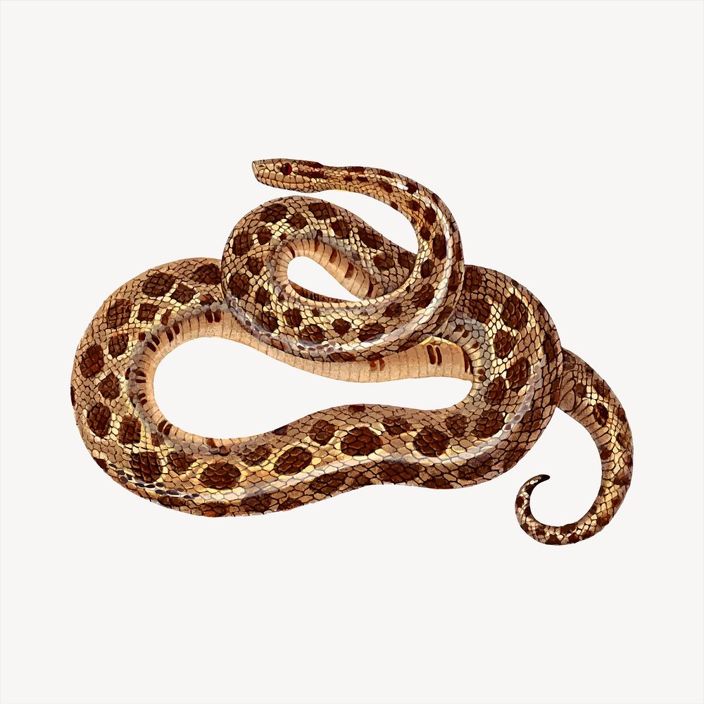 Boa snake clipart, animal illustration. Free public domain CC0 image.