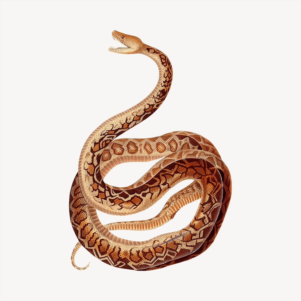 Snake collage element, animal illustration vector. Free public domain CC0 image.