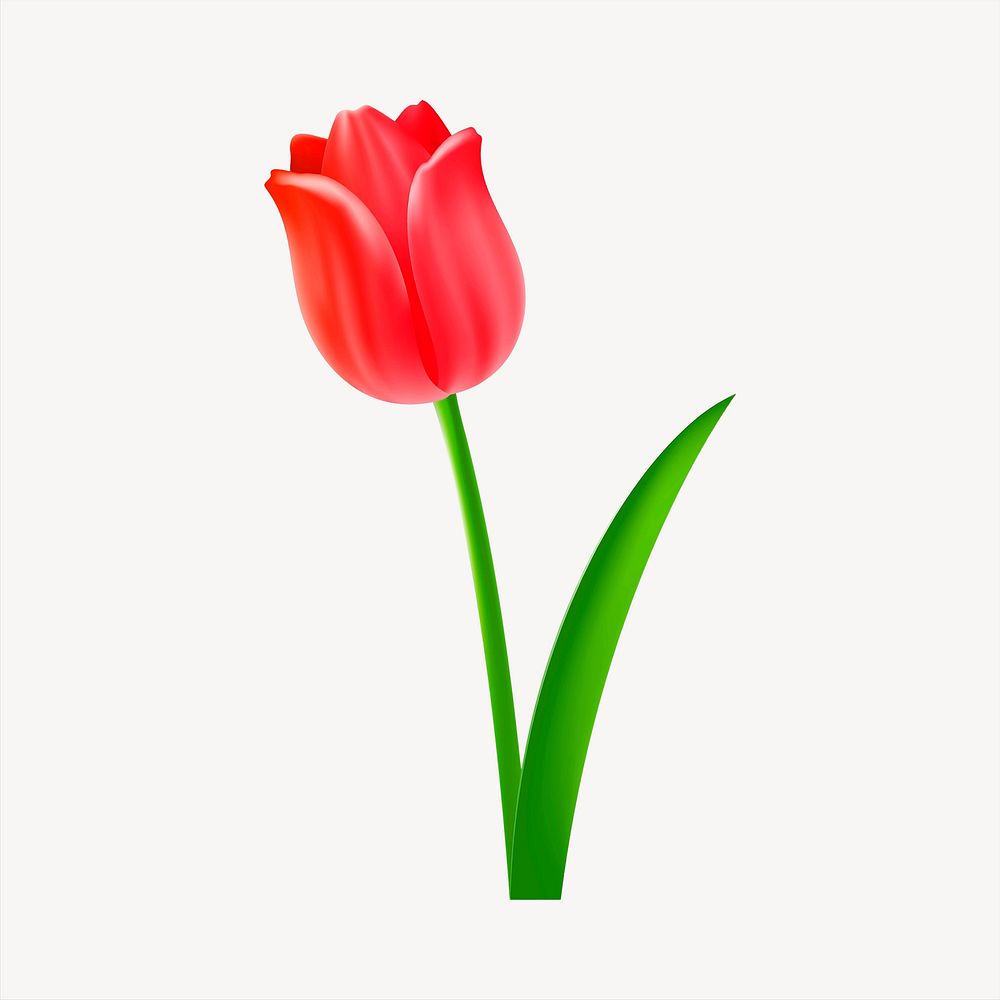 Red tulip clipart, cute illustration. Free public domain CC0 image.