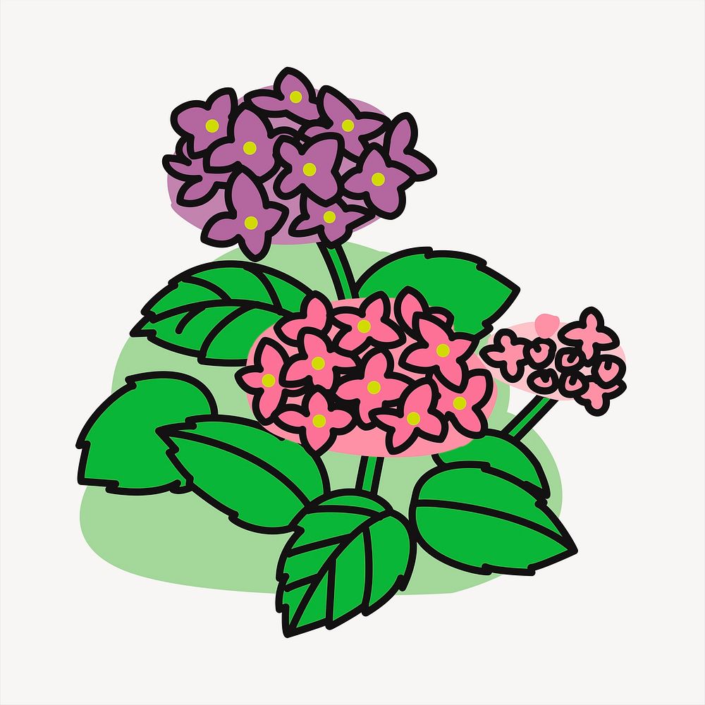 Hydrangea bush illustration. Free public domain CC0 image.