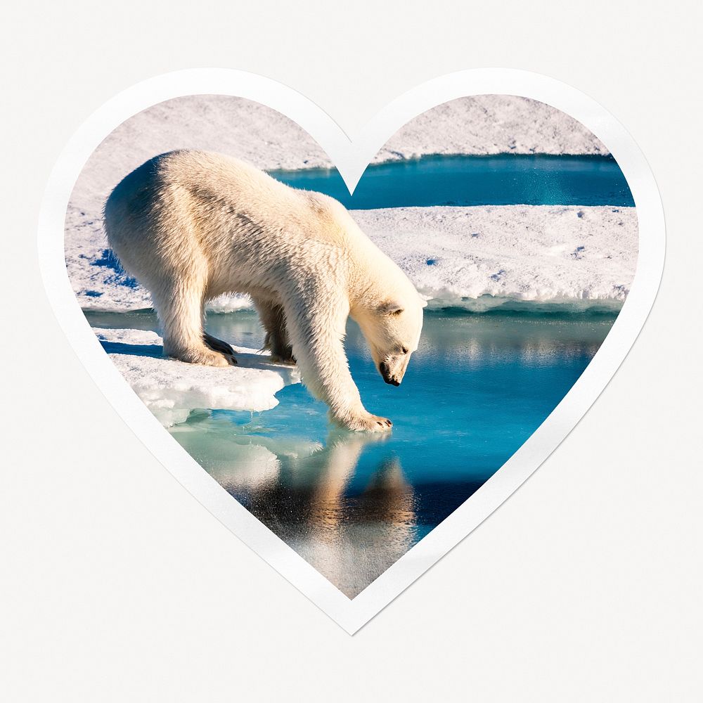 Polar bear walking on ice heart badge, environment isolated image