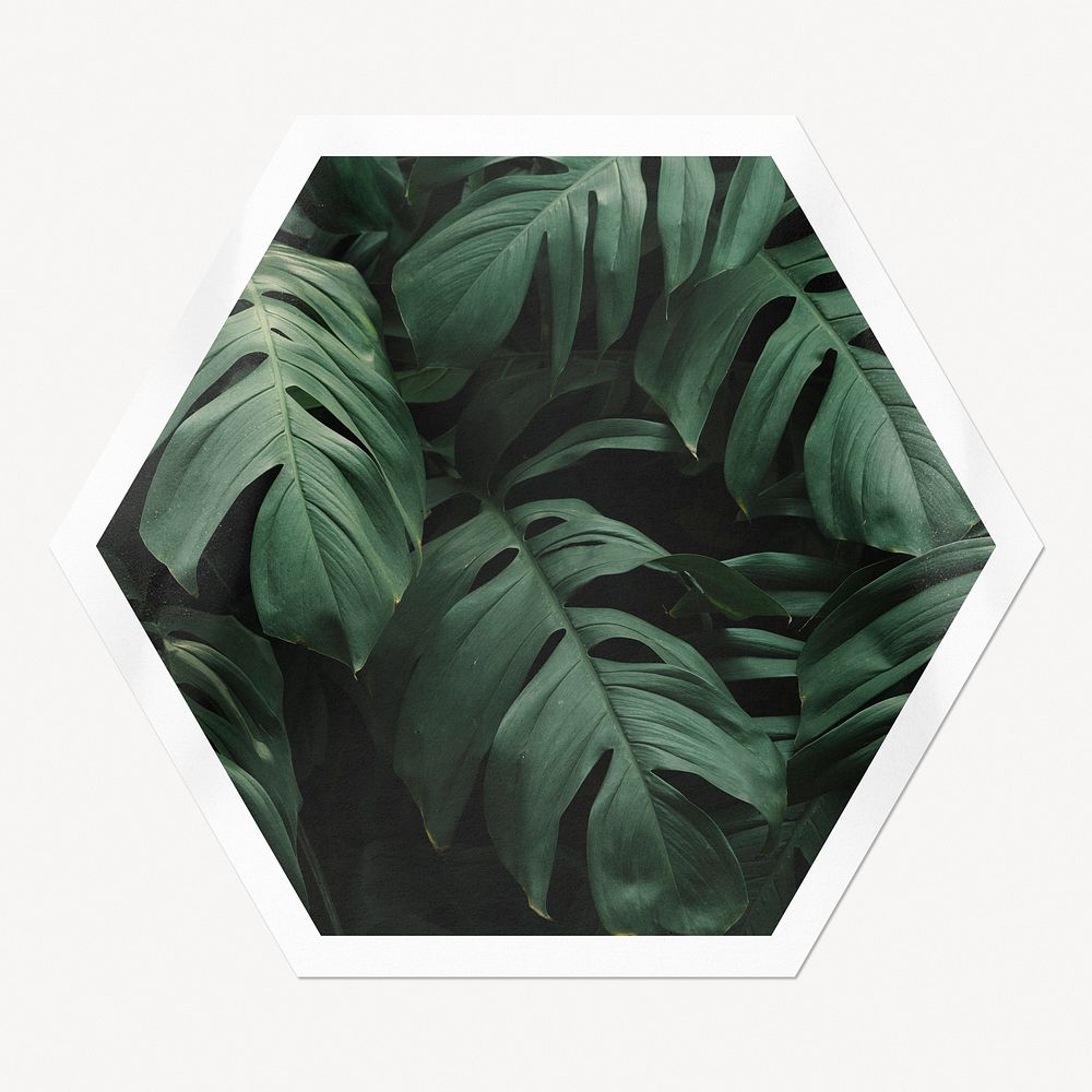 Monstera leaf hexagon badge, tropical plant isolated image