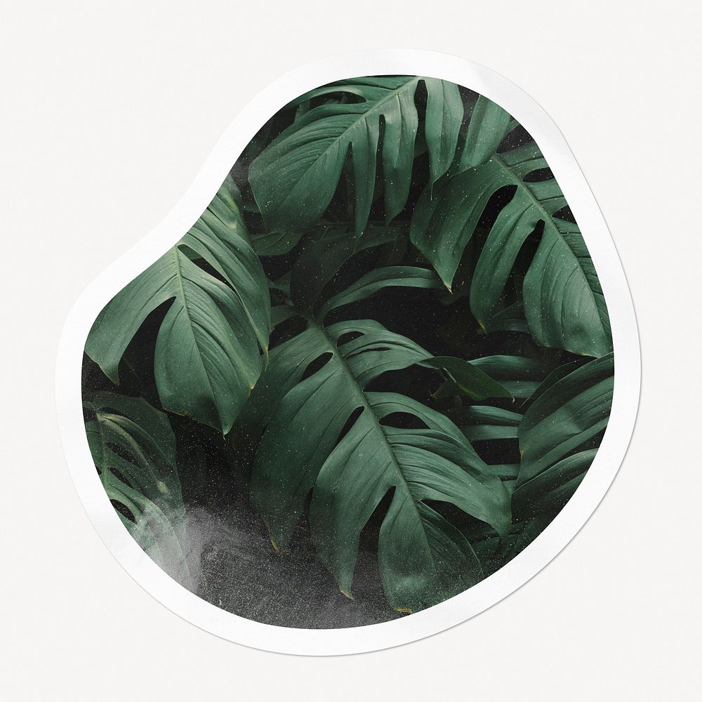 Monstera leaf badge, abstract shape isolated image