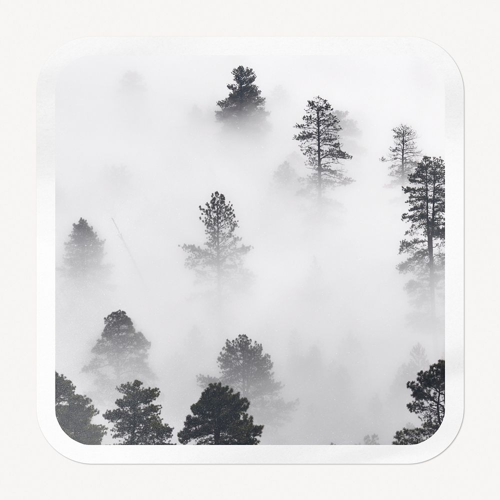 Foggy forest square badge, nature image