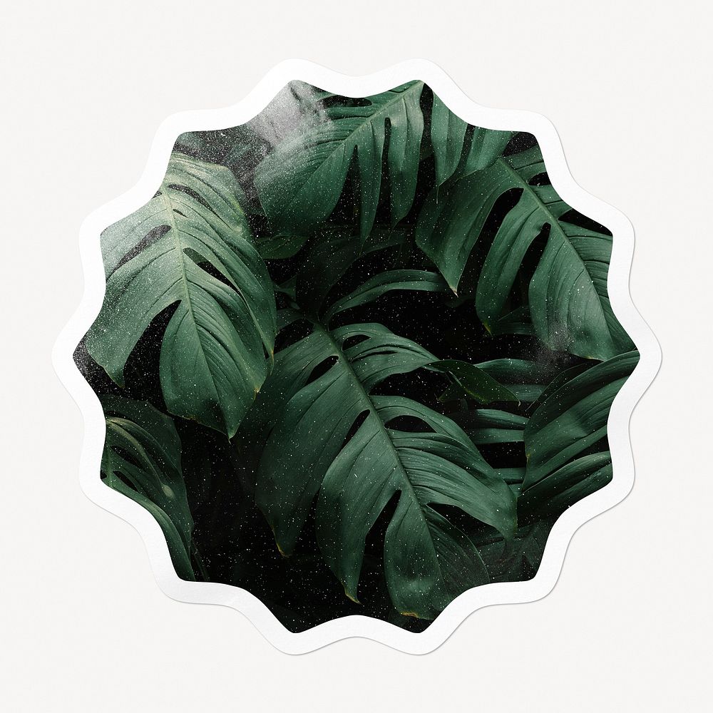 Monstera leaf starburst badge, tropical plant isolated image