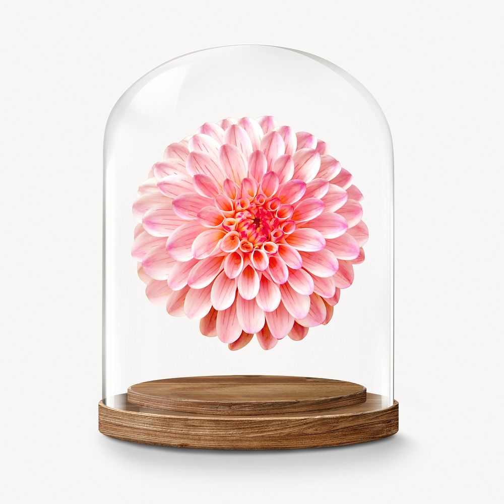 Pink dahlia in glass dome, Spring flower concept art