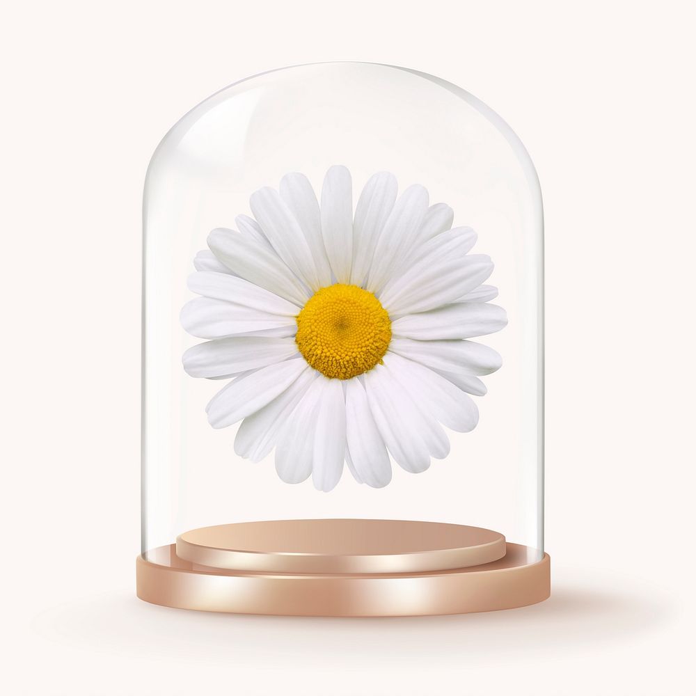 White daisy in glass dome, Spring flower concept art