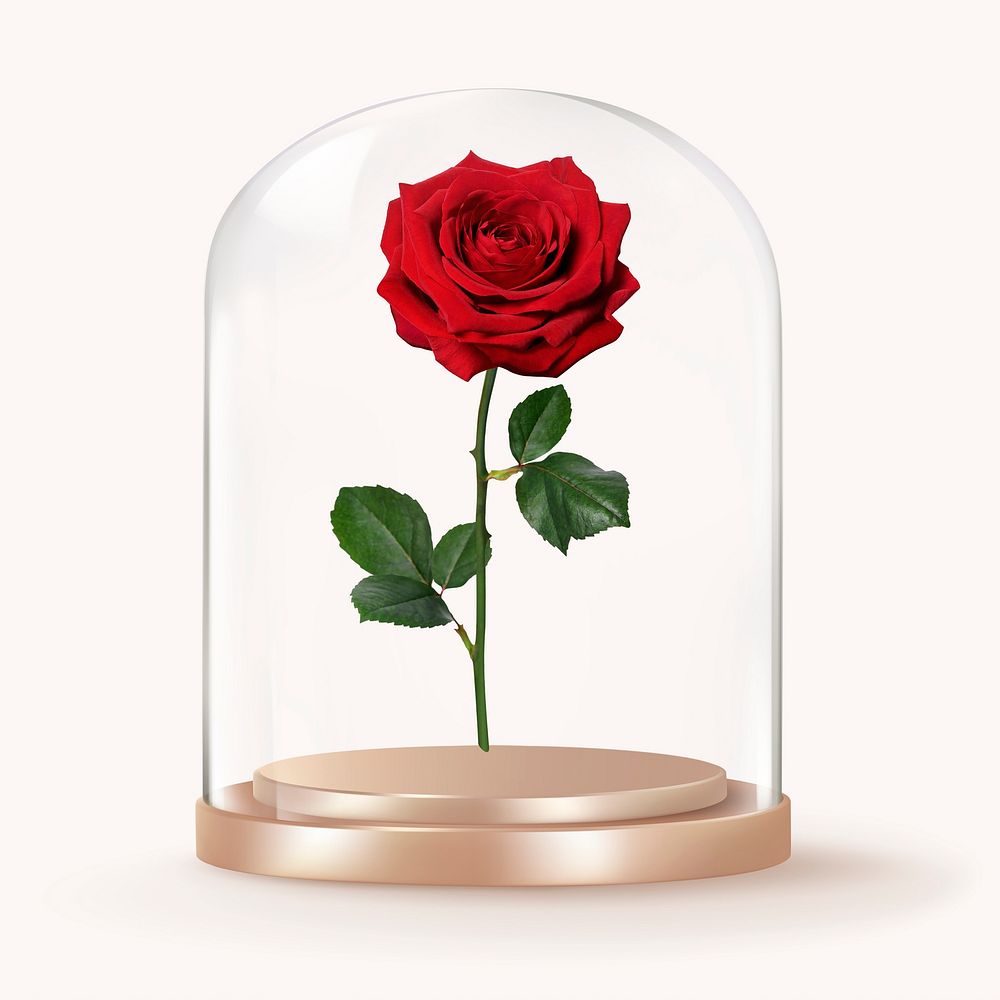 Rose flower in glass dome, Valentine's concept art