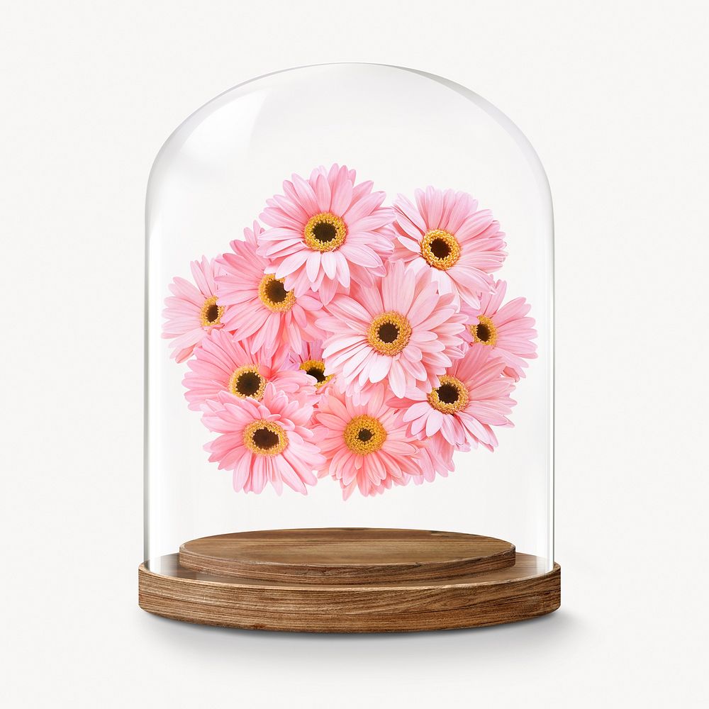 Pink daisies in glass dome, Spring flower concept art