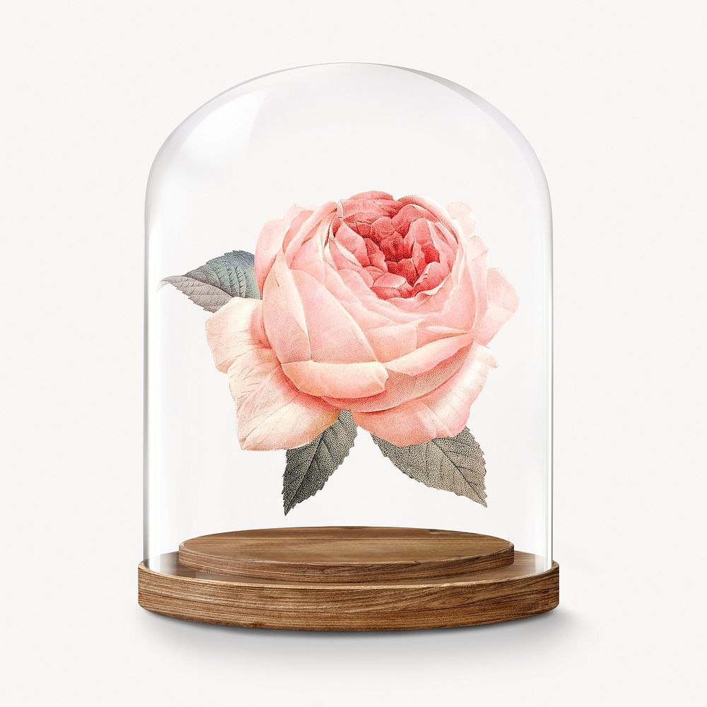 Pink rose in glass dome, flower concept art
