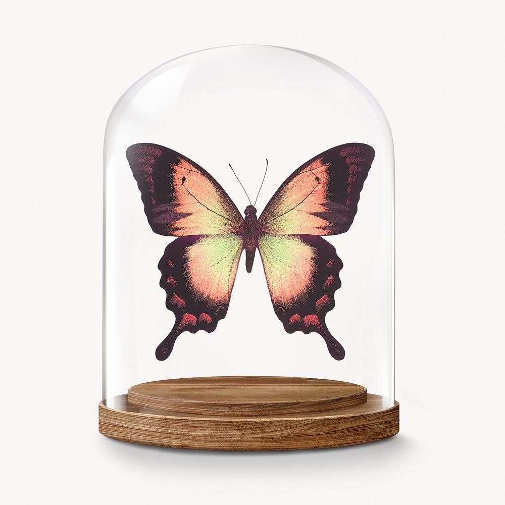 Aesthetic butterfly in glass dome, insect concept art