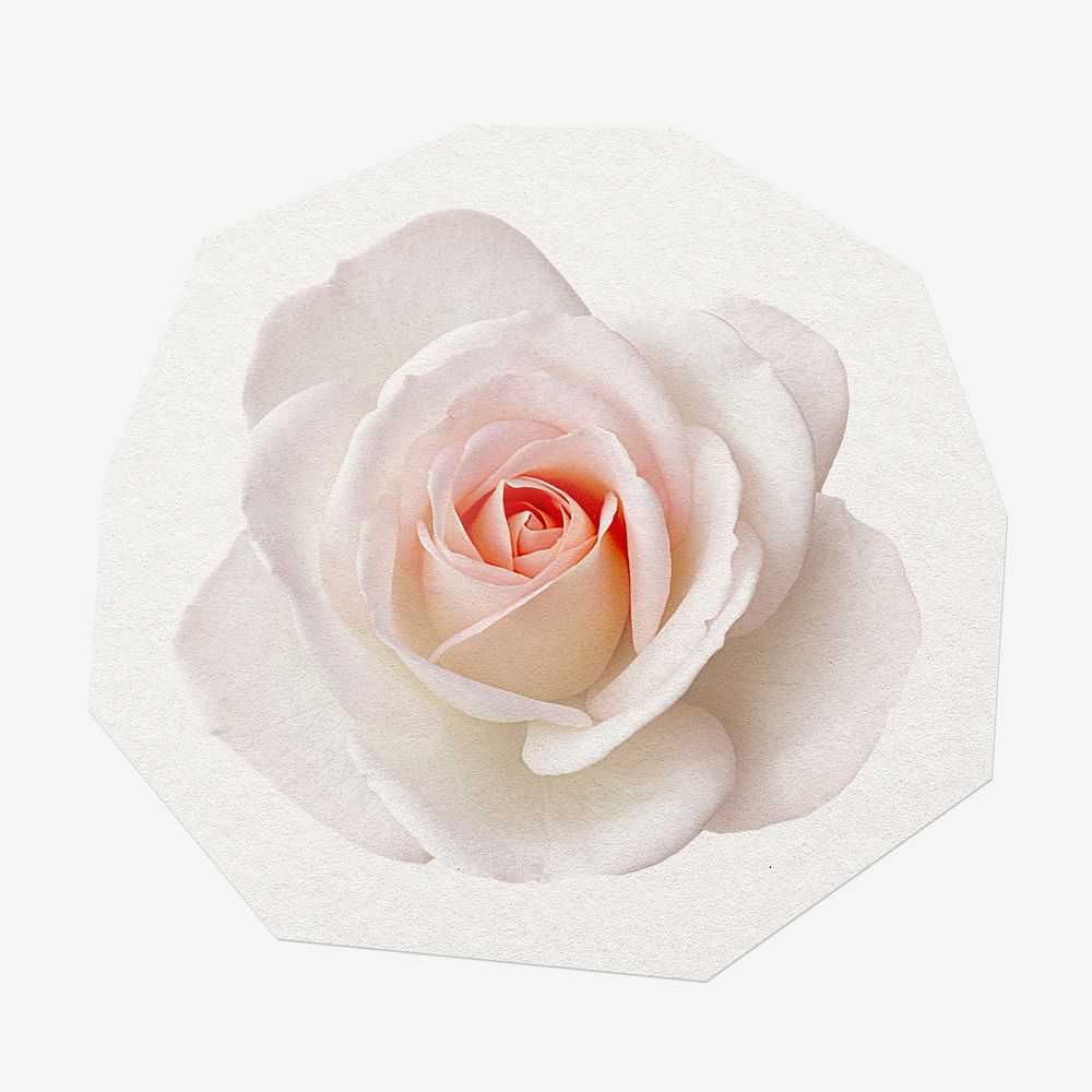 White rose, cut out paper design, off white graphic