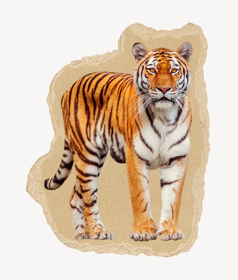 Tiger collage element, animal torn paper design psd