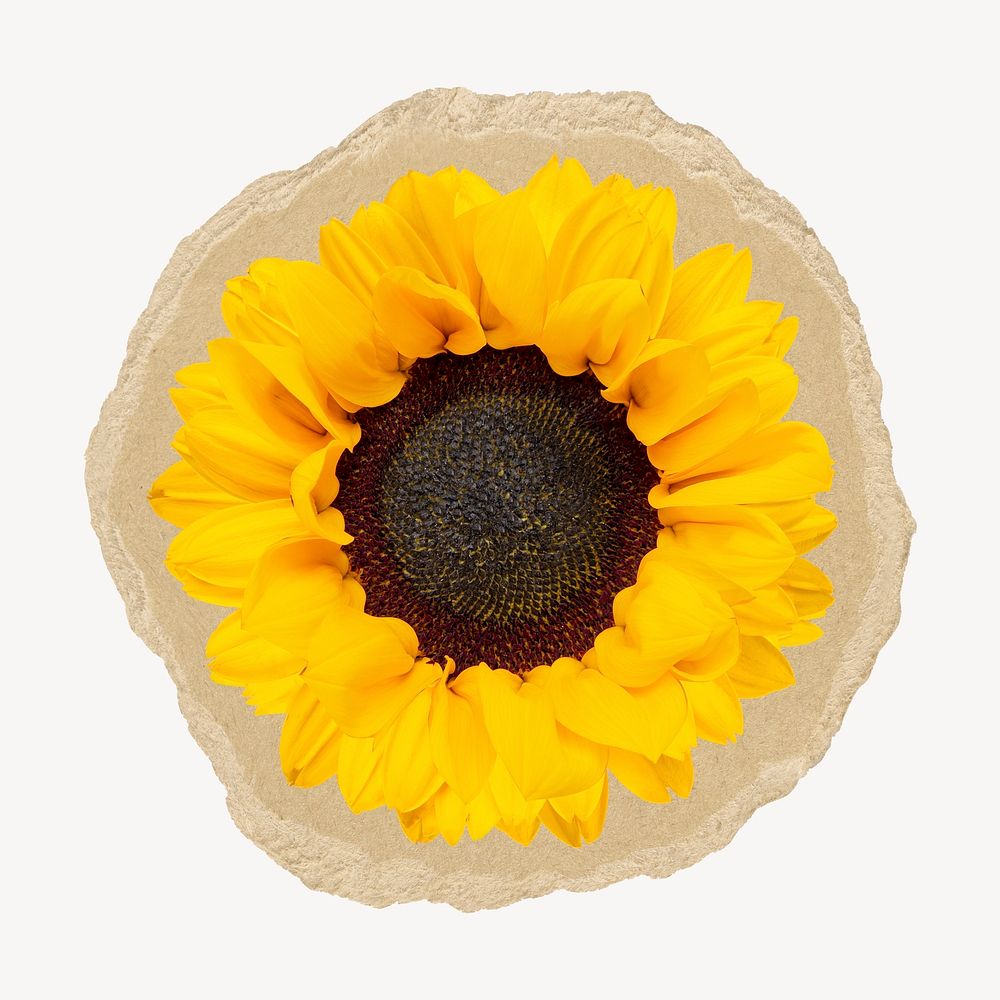 Sunflower on brown ripped paper