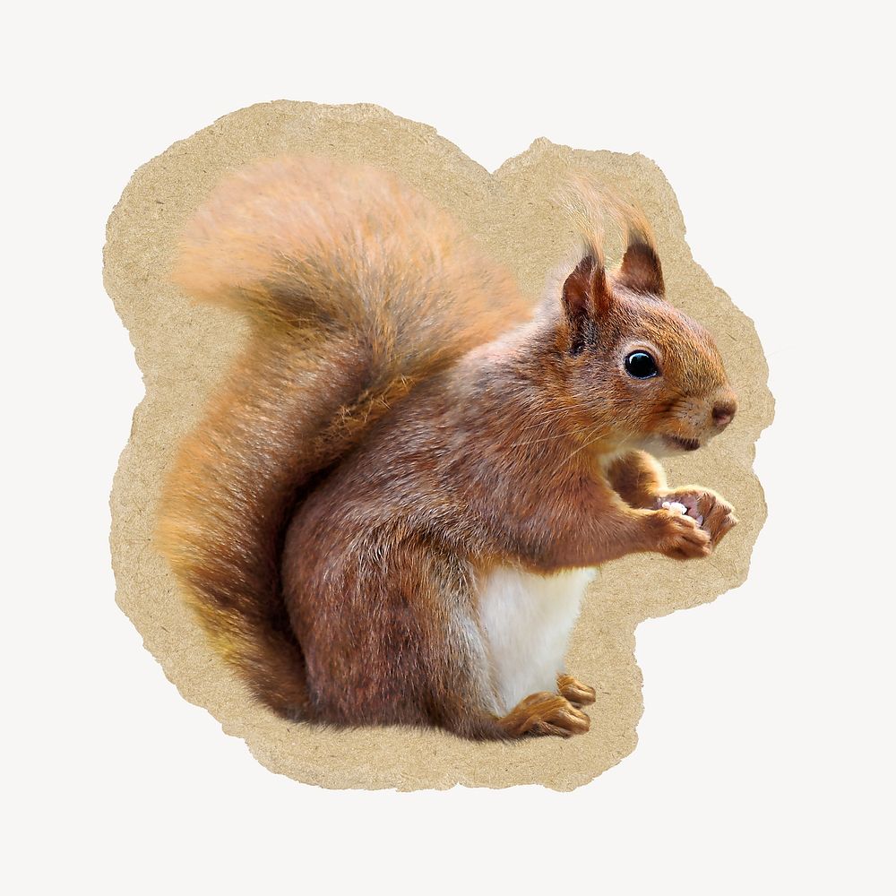 Squirrel on brown ripped paper