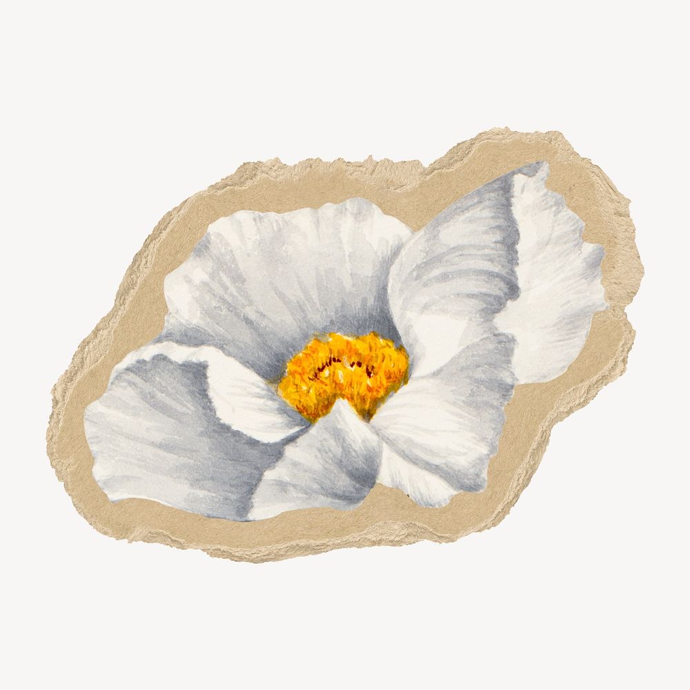 Poppy flower on brown ripped paper