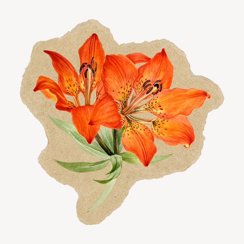 Tiger lily flower collage element, botanical ripped paper design psd