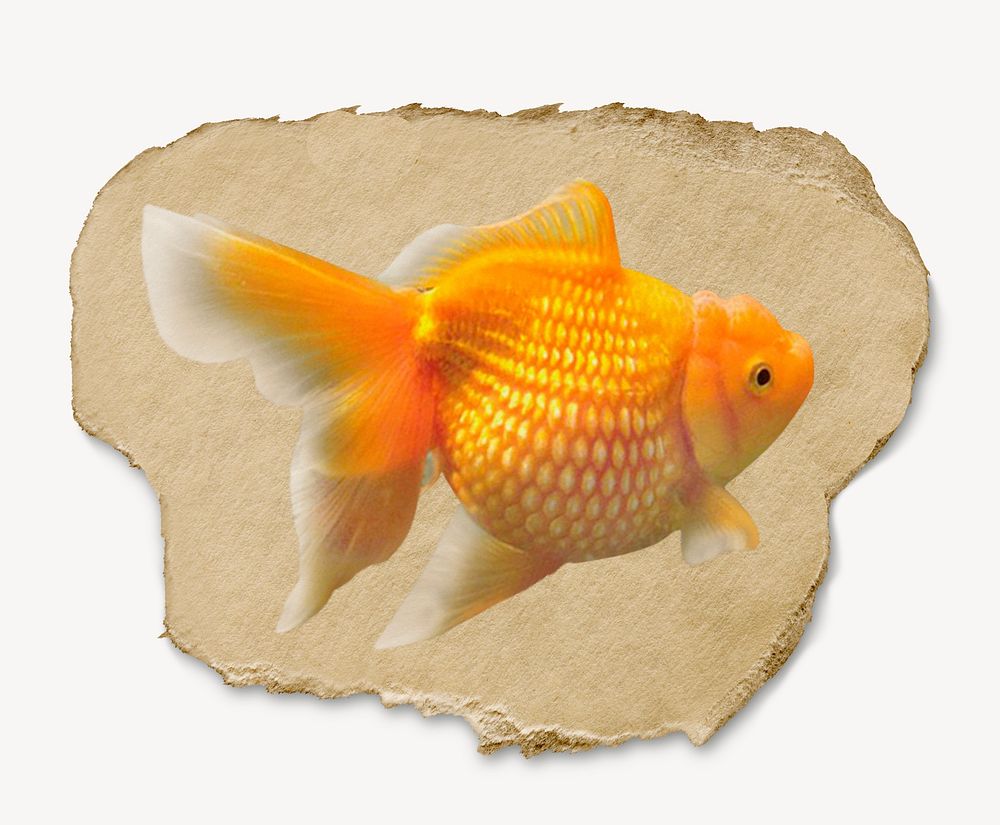 Goldfish sticker, ripped paper collage element psd
