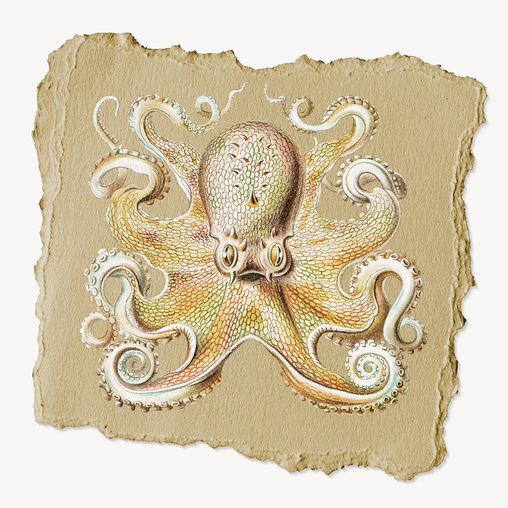 Octopus sticker, ripped paper collage element psd