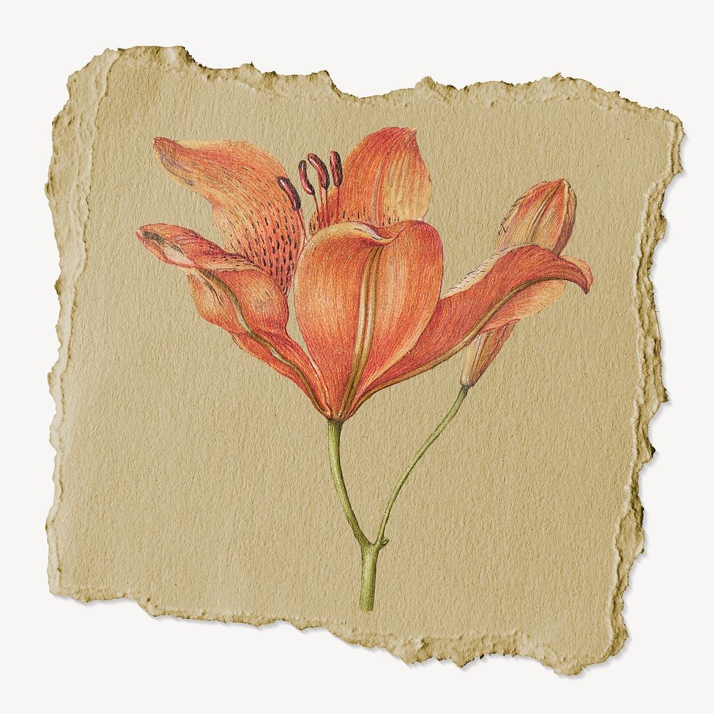Orange lily flower, ripped paper collage element
