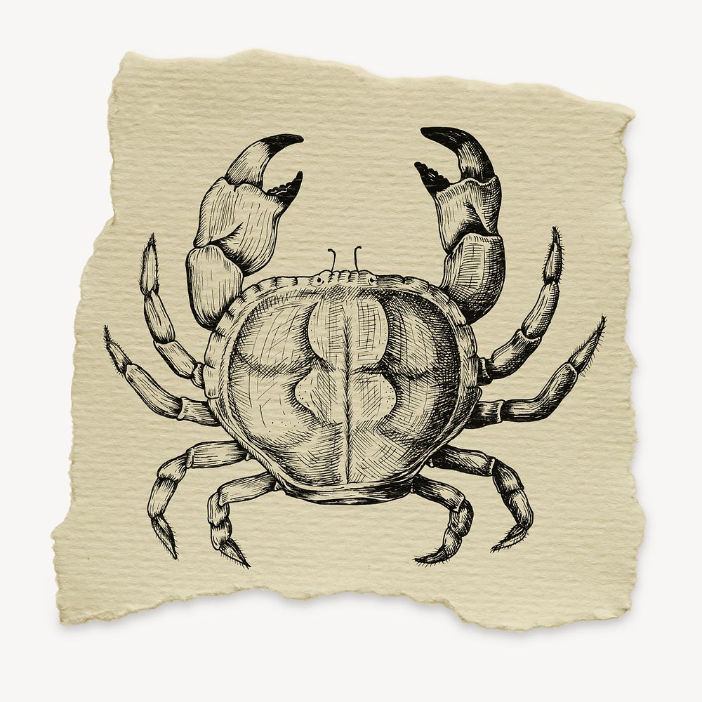 Crab, animal, ripped paper collage element psd