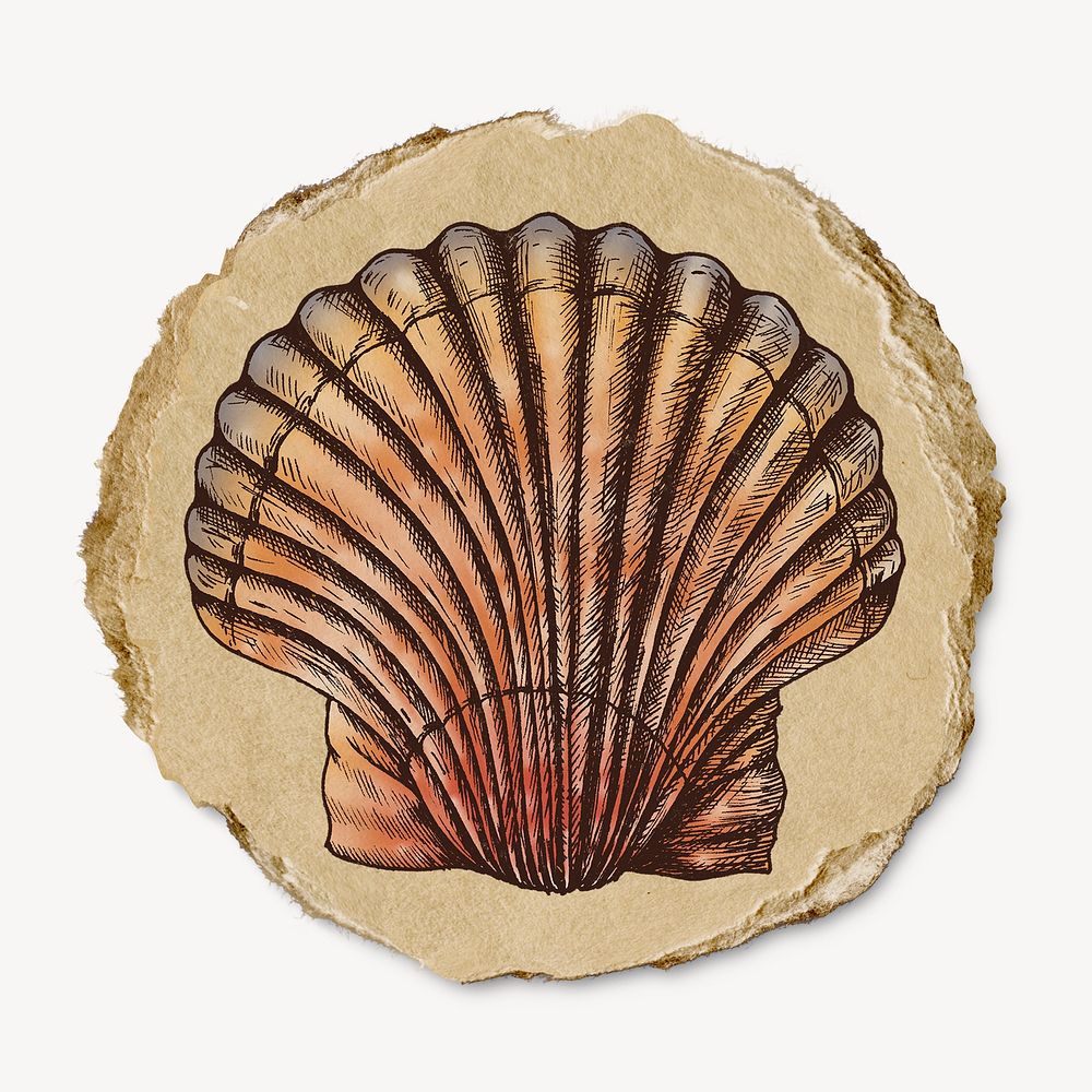 Vintage seashell, ripped paper collage element