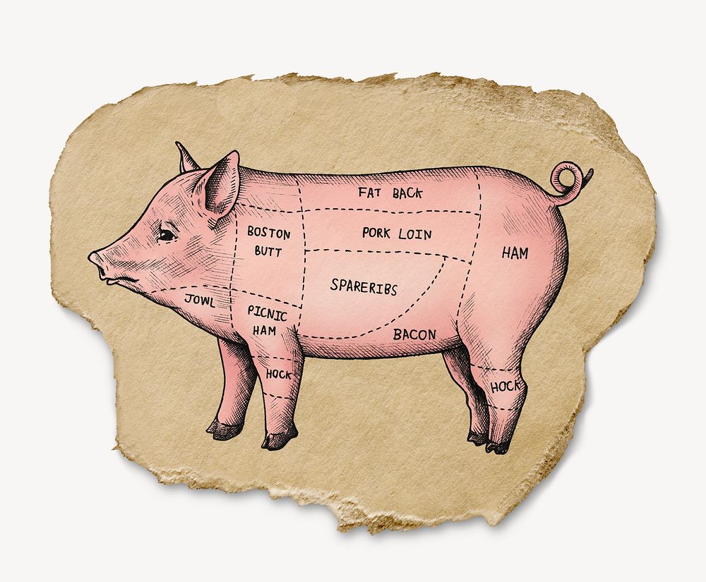 Pig diagram, ripped paper collage element