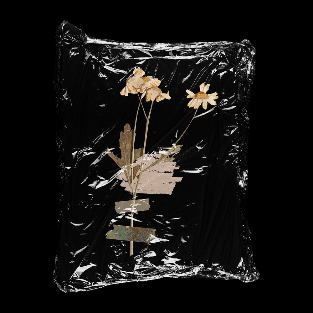 Dried daisy flower in plastic bag, Autumn creative concept art
