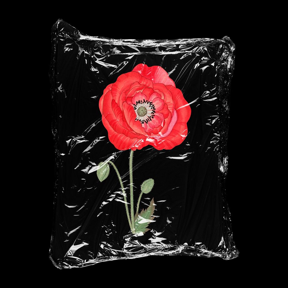 Red poppy flower in plastic bag, Spring creative concept art