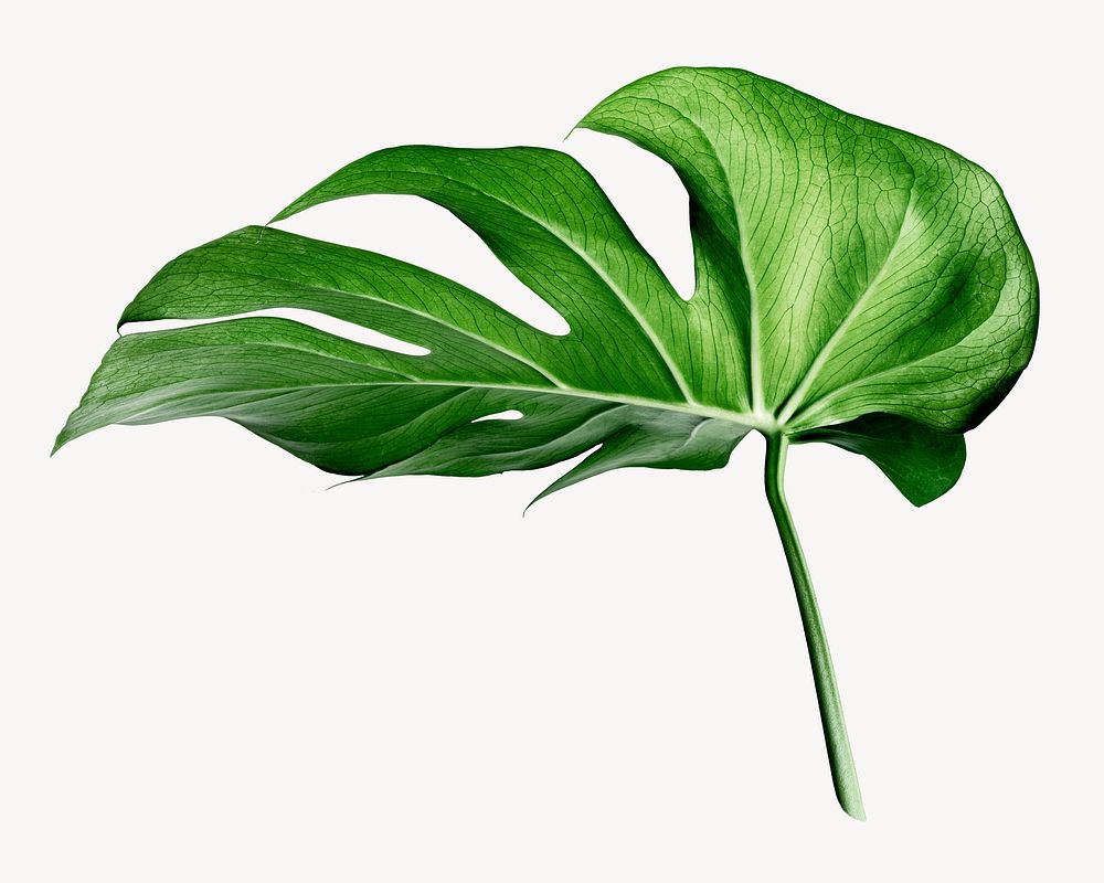 Monstera leaf sticker, aesthetic plant image psd