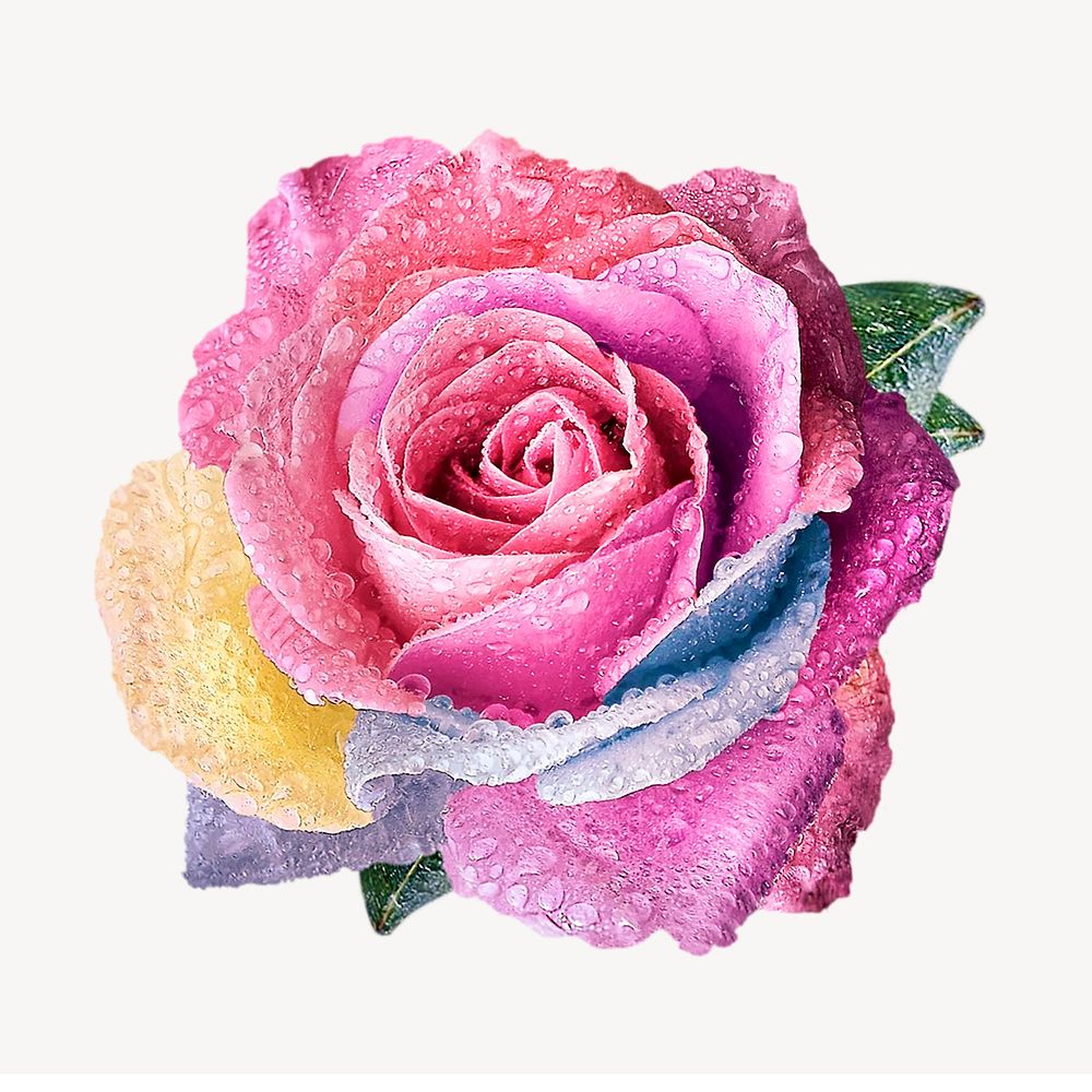 Pink rose flower sticker, Valentine's image psd