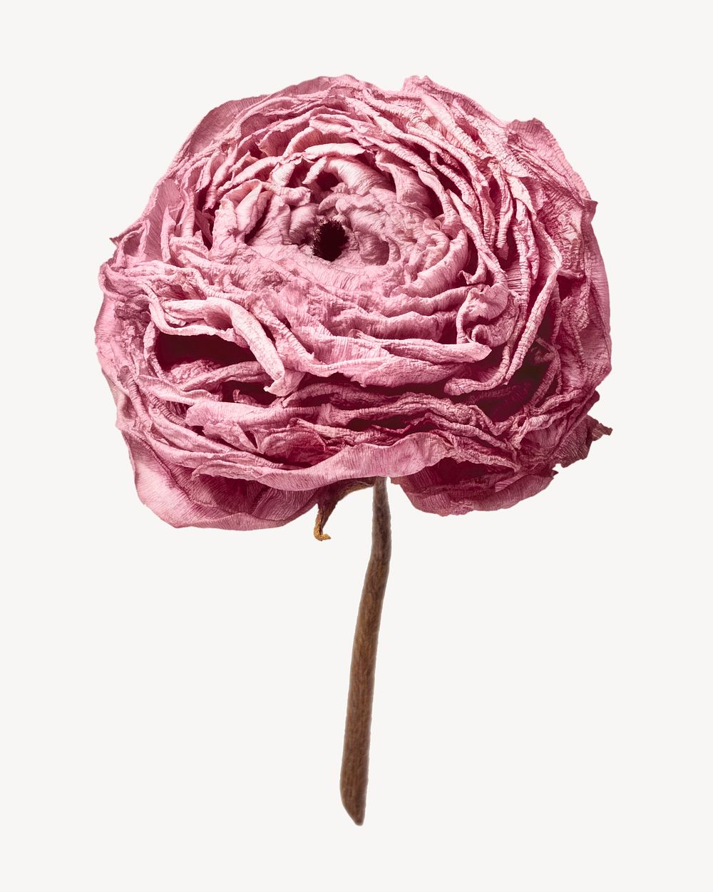 Dry ranunculus flower sticker, aesthetic image psd