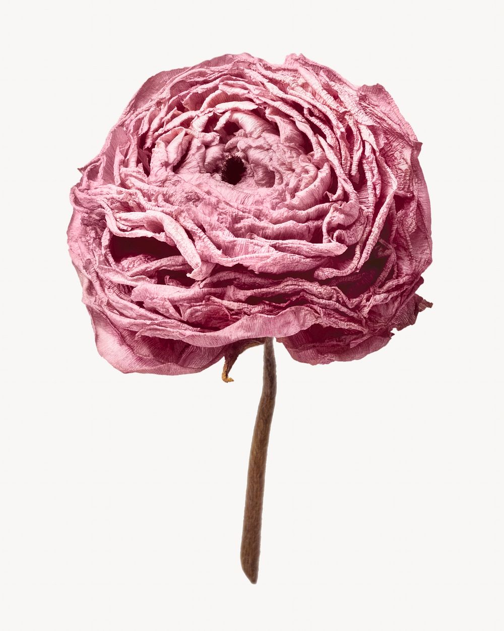 Dry pink ranunculus flower, aesthetic | Free Photo - rawpixel